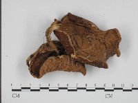 登錄號:F0013002藏品圖，第1張
