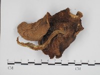登錄號:F0013002藏品圖，第3張