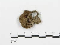 登錄號:F0013005藏品圖，第3張