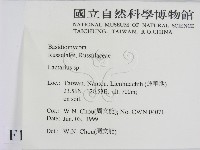 乳菇屬藏品圖，第2張