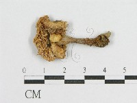 登錄號:F0013009藏品圖，第3張