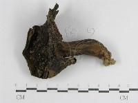 登錄號:F0013010藏品圖，第1張
