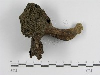 登錄號:F0013010藏品圖，第3張