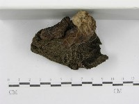 登錄號:F0013010藏品圖，第4張