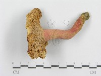 紅菇屬藏品圖，第3張