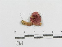 紅菇屬藏品圖，第3張