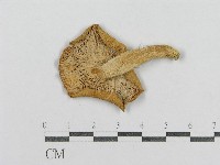 登錄號:F0013013藏品圖，第1張