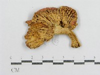 紅菇屬藏品圖，第3張