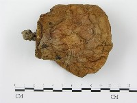 登錄號:F0013015藏品圖，第1張