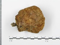 登錄號:F0013015藏品圖，第4張