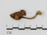 登錄號:F0013016藏品圖，第1張
