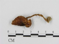 登錄號:F0013016藏品圖，第3張