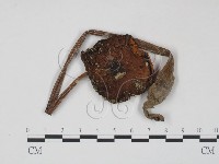 登錄號:F0013017藏品圖，第1張