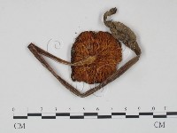登錄號:F0013017藏品圖，第3張