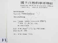 微皮傘屬藏品圖，第2張