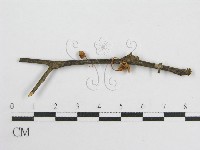 微皮傘屬藏品圖，第1張