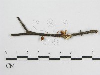 微皮傘屬藏品圖，第3張