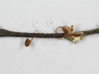 微皮傘屬藏品圖，第4張