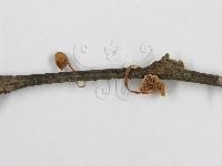 微皮傘屬藏品圖，第5張