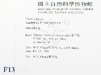 杯傘屬藏品圖，第2張