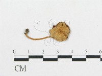 登錄號:F0013020藏品圖，第1張