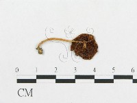 登錄號:F0013020藏品圖，第3張