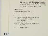 韌革菌屬藏品圖，第2張