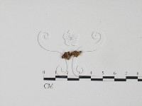 韌革菌屬藏品圖，第1張