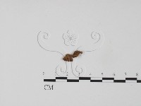 韌革菌屬藏品圖，第3張