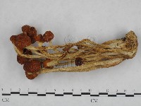 登錄號:F0013023藏品圖，第1張