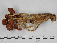 登錄號:F0013023藏品圖，第3張