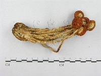 登錄號:F0013023藏品圖，第4張