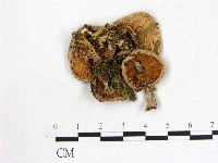 登錄號:F0013024藏品圖，第1張