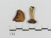 紅菇屬藏品圖，第1張