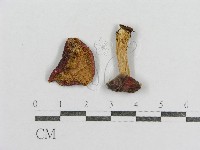 紅菇屬藏品圖，第3張