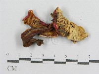 紅菇屬藏品圖，第3張