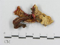紅菇屬藏品圖，第4張