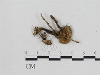小菇屬藏品圖，第1張