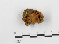 多孔菌屬藏品圖，第4張