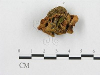 多孔菌屬藏品圖，第5張