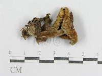 紅菇屬藏品圖，第1張
