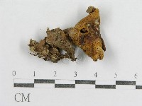 紅菇屬藏品圖，第3張