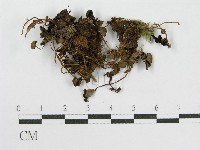 登錄號:F0013033藏品圖，第1張