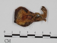 登錄號:F0013034藏品圖，第1張
