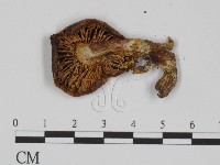 登錄號:F0013034藏品圖，第3張