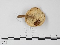 登錄號:F0013035藏品圖，第1張