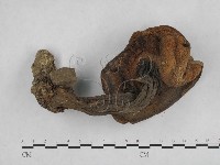 登錄號:F0013036藏品圖，第1張