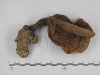 登錄號:F0013036藏品圖，第3張