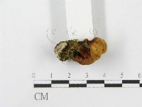 登錄號:F0013037藏品圖，第4張
