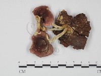 登錄號:F0013039藏品圖，第1張